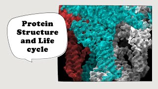 Life Cycle of Protein Part1Proteins structureprimary secondary amp tertiary [upl. by Petracca]