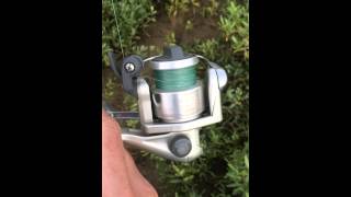 Shimano Aero 1000 Fishing Reel Drag Sound  38quot Redfish [upl. by Eeloj]