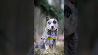 The Australian Cattle Dog A Perfect Fit for Active Families cattledog blueheeler dogbreed [upl. by Anileh]