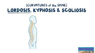 Curvatures of the Spine Lordosis Kyphosis amp Scoliosis [upl. by Irina]