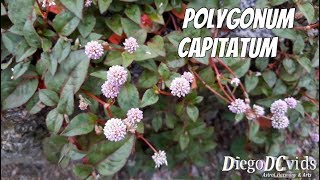 Polygonum capitatum  Tapete inglês  Pinkhead smartweed [upl. by Ahsuatal]