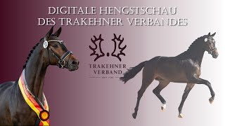 Digitale Trakehner Hengstschau 2021 [upl. by Etac]