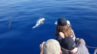 A la rencontre des dauphins [upl. by Alletneuq17]