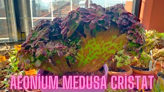 Aeonium Medusa Cristat Kendime Hediye Aldım [upl. by Yerhpmuh]