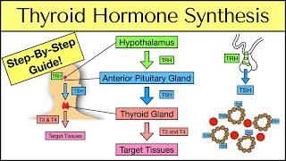 Thyroid Hormone Synthesis StepByStep Pathway Physiology Explained [upl. by Sweatt]