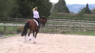 JL Champs Elysee Adv Dressage Horse FOR SALE [upl. by Domeniga]