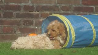 Maltipoo puppies geboren op 17juli 2016 [upl. by Annaor821]