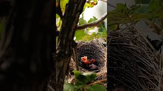 Bulbul bird babies P 34 [upl. by Najed]