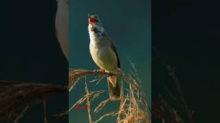 Great reed warbler callbirds birdsoundsbirdlovermamatv [upl. by Robillard]