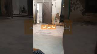 ھذا خلق اللہ 😘💚😭🌈tilawate tilawatquran quranrecitation education educationalvideo [upl. by Haya179]