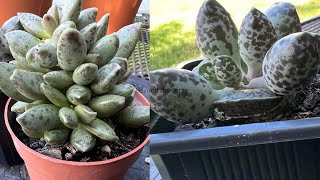 Adromischus Cooperi amp Romianis [upl. by Filiano446]