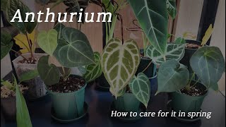 봄의 시작 안스리움 관리법 Anthurium how to care for it in spring [upl. by Urial]