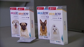 Dog owners blame popular flea medicine for petss deaths [upl. by Ardnalahs]