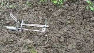 Mole Trap  Setting placing and bedding traps [upl. by Mariel]