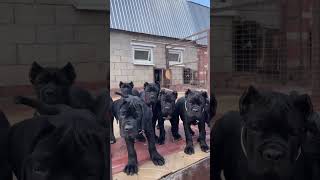 Ever see a Cane Corso puppy family [upl. by Narra]