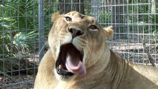 Slow Motion Lion Yawn [upl. by Nedyrb]