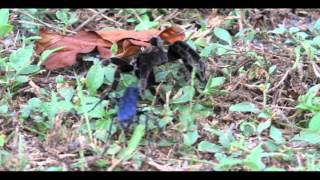 Tarantula hawk and tarantula in an epic battle spoiler removed [upl. by Shultz]