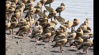 Birding Eastern Australia Part 6Atherton Tablelands [upl. by Allmon831]