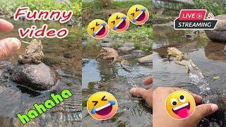 Catching frog funny make you laugh  funny animal video new  funny frog jumping [upl. by Cristoforo158]