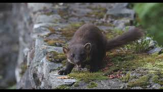 Pine Marten [upl. by Steady636]