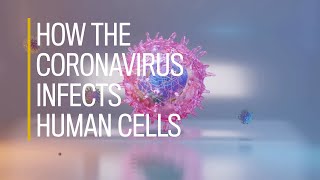 In depth How the coronavirus SARSCov2 infects human cells [upl. by Iggy154]