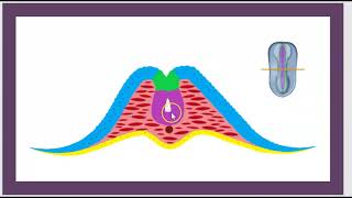 Le Tube neural TN La Crête Neurale Le Syndrome de DiGeaorge Francais Neurocristopathie Waardenburg [upl. by Foy]