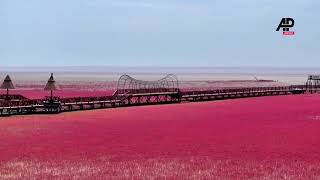 Red mudflats green reeds and winding blue rivers form beautiful colorful oil painting [upl. by Jaquenetta]