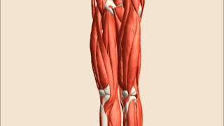 Lower Limb Anatomy Theory at DOC Hamza Tahira academy [upl. by Doble53]