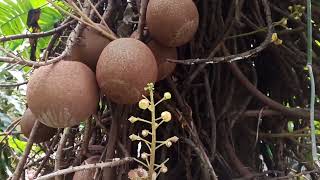 Rare Giant Cannon Ball Fruits [upl. by Dyolf]