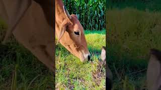 Funniest animals  cute animals  animals cuteanimals funniestanimals [upl. by Aelahc]