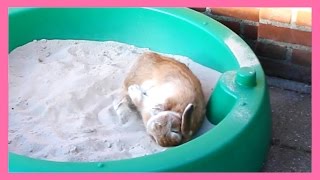 Bunny digging en flopping in sandbox [upl. by Edris935]