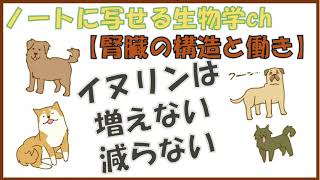 【動物生理学基礎】（高校）⑤ 腎臓の構造とはたらき ＜イヌリンの計算問題のあれ＞＜ネフロンとかマルピーギ小体とか分からん＞ [upl. by Genesa]