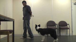 Teaching A Dog To Wear A Muzzle Muzzle Training [upl. by Violante]