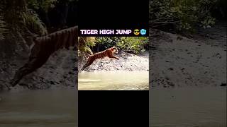 LION VS TIGER 🔥🥶🤯 LONG JUMP lion tiger lionvstiger wildlife [upl. by Novehs]