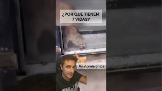 ¿Por qué dicen que los gatos tienen 7 vidassupervivencia curiosidades sabiasque [upl. by Erine]