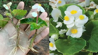 Begonia plant propagation  how to propagate begonias from cuttings  begonia plant care [upl. by Mert250]