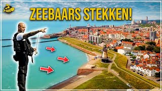 ZEEBAARS IN ZEELAND  Tips Tricks en Stekken [upl. by Ailee175]