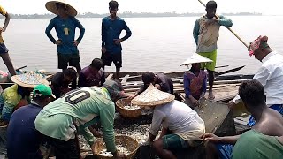 হাকালোকি হাওর থেকে লক্ষ লক্ষ টাকার মাছ কিভাবে ধরা হয় দেখুন। hakaluki fishing hakaluki TV [upl. by Tacy]