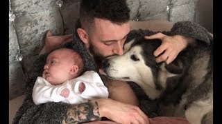 Baby Parker already knows no kissing on lips Millie the husky learning fast too [upl. by Aracahs284]