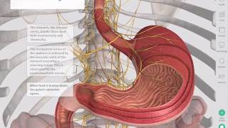 The GastroIntestinal Tract  Complete Anatomy [upl. by Eenad]