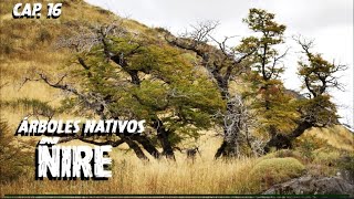 Serie Árboles Nativos de Argentina  Ñire Nothofagus antartica  Capítulo 16 [upl. by Akerehs]