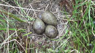 curlew nest and eggs [upl. by Nhaj528]