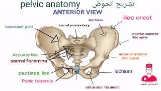 الحوض  Pelvis [upl. by Ettedualc424]