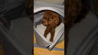 My Toy Poodle New Travelling Bag ✈️ dogtravel shorts [upl. by Ajiak71]