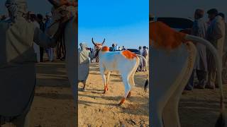 Traditional Bull Racing Excitement at Sakhi Jam Datar Mela mela [upl. by Ennobe456]