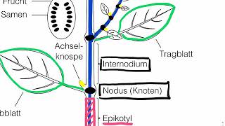 Sprossachse äussere Anatomie [upl. by Nikal]