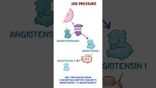 Reninangiotensinaldosterone system [upl. by Errick746]