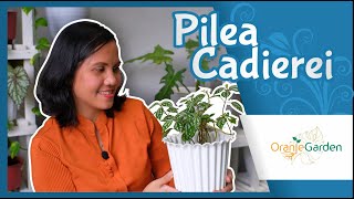 ini dia Pilea Cadierei [upl. by Retse]