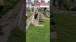 घास की खेती कैसे करते है  grass farming  grass [upl. by Anilad]