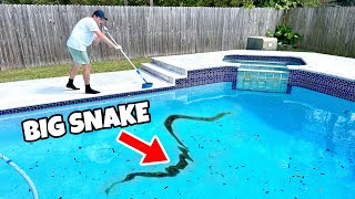 MONSTER SNAKE TRAPPED IN POOL DRAIN WILL HE SURVIVE [upl. by Eocsor]